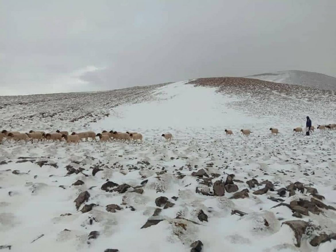 Freddo record e nevicata in Marocco: strage di capi di bestiame ad Azilal