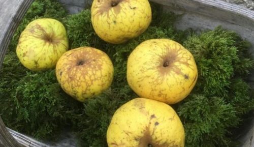 Scoperta una nuova varietà di mela in un bosco: “Non avevo mai visto nulla di simile”