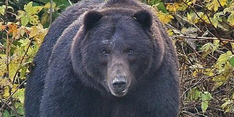 orso-1.jpg