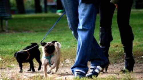 Coronavirus: passeggiata con il cane potrebbe aumentare rischio di contagio del 78%