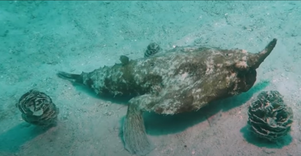 pesce_cammina-1.jpg