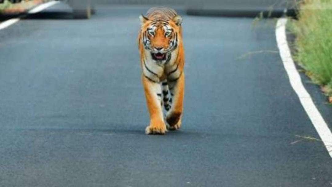tigre-1.jpg