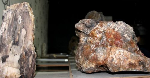 Scoperto il più antico albero fossile mai trovato prima in Turchia: ha 160 milioni di anni