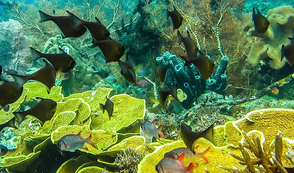 Scoperto un maestoso santuario dei coralli nell’oceano Indiano: è il regno della biodiversità