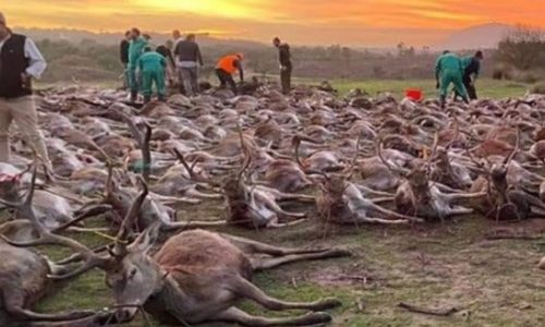 Cacciatori spagnoli entrano in fattoria e uccidono 540 cervi. Orrore in Portogallo