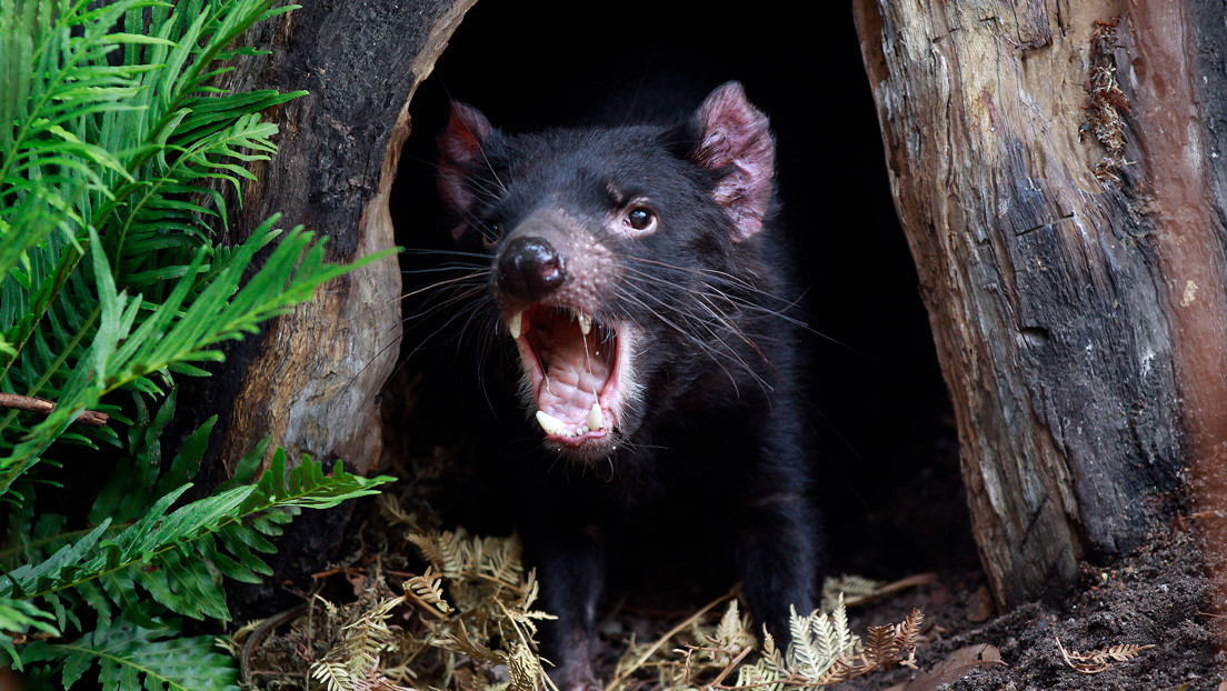 Australia: nati 7 cuccioli di Diavolo della Tasmania. Non accadeva da 3mila anni