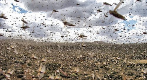Africa: si teme nuova devastante invasione di locuste
