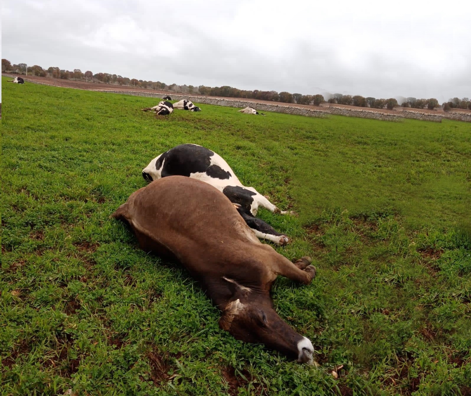 Puglia: fulmine uccide 10 mucche in provincia di Bari
