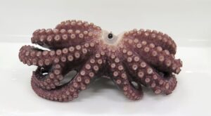 scoperto polpo con 9 tentacoli