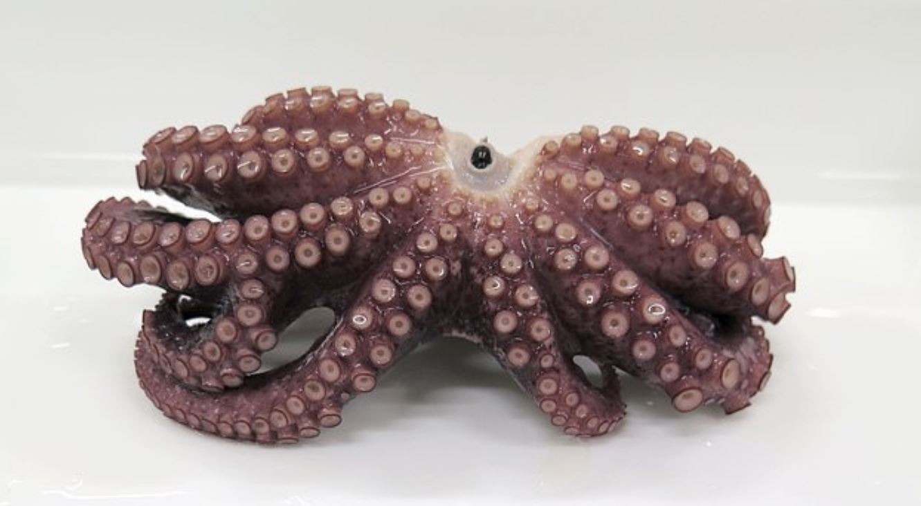 polpo-a-nove-tentacoli-1.jpg