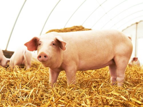USA: approvata produzione di maiali geneticamente modificati per consumo umano