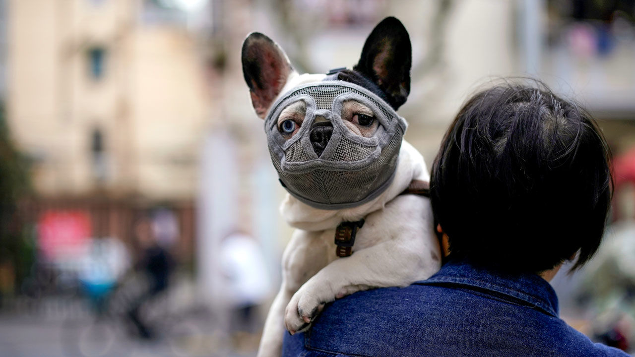 coronavirus_canino-1.jpg