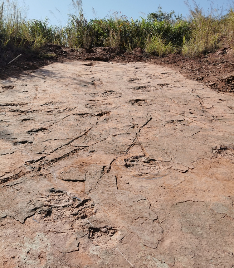 Cina: emergono oltre 240 impronte di dinosauri. É il sito più grande mai scoperto nel paese