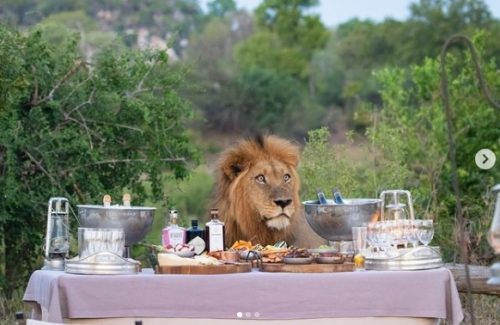 Un leone si ‘unisce’ ad una cena di turisti in Africa. Le immagini virali