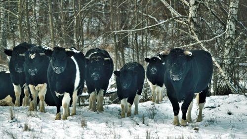 Chernobyl: una mandria di mucche selvatiche si aggira nella zona di esclusione