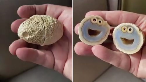 L’incredibile somiglianza di una roccia a Cookie Monster
