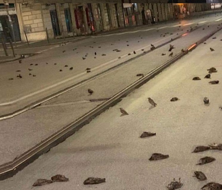 uccelli_roma_capodanno-1.jpg