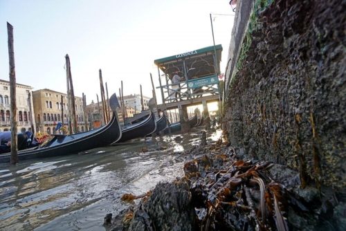 Bassa marea record a Venezia: canali quasi a secco e disagi alla navigazione