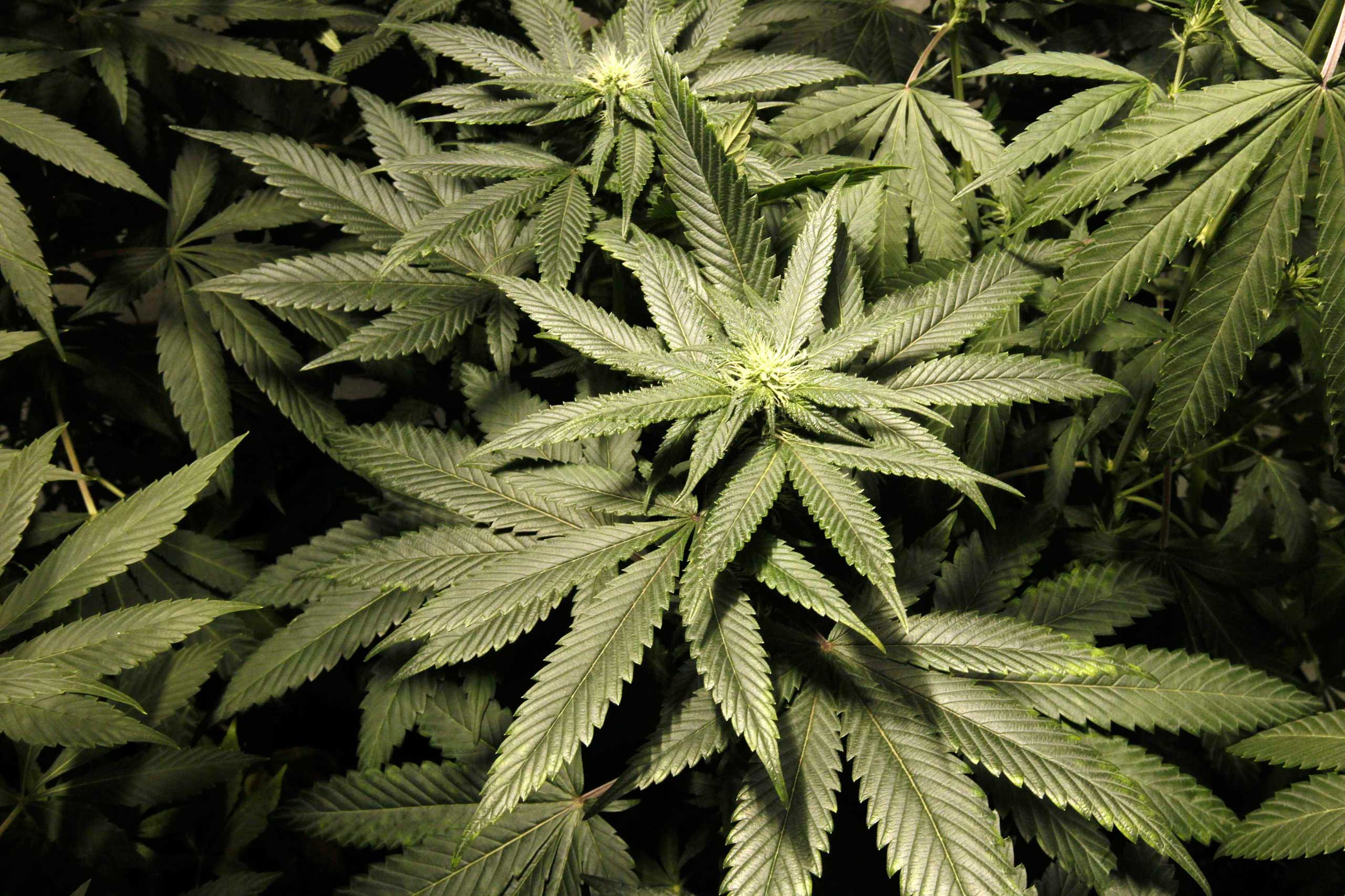 Salute: cannabis in età adolescenziale associata a calo del quoziente intellettivo