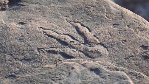 Inghilterra: una bambina di 4 anni scopre impronta di dinosauro