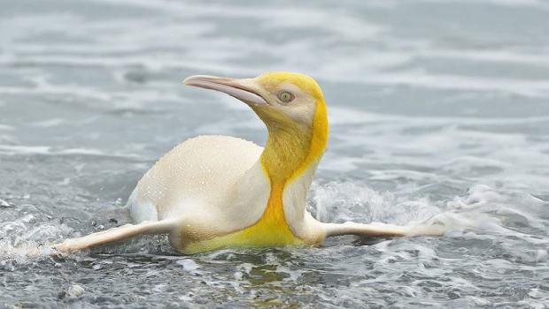 pinguino-1.jpg