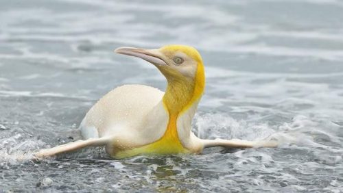 Fotografato un pinguino giallo. È la prima volta in assoluto