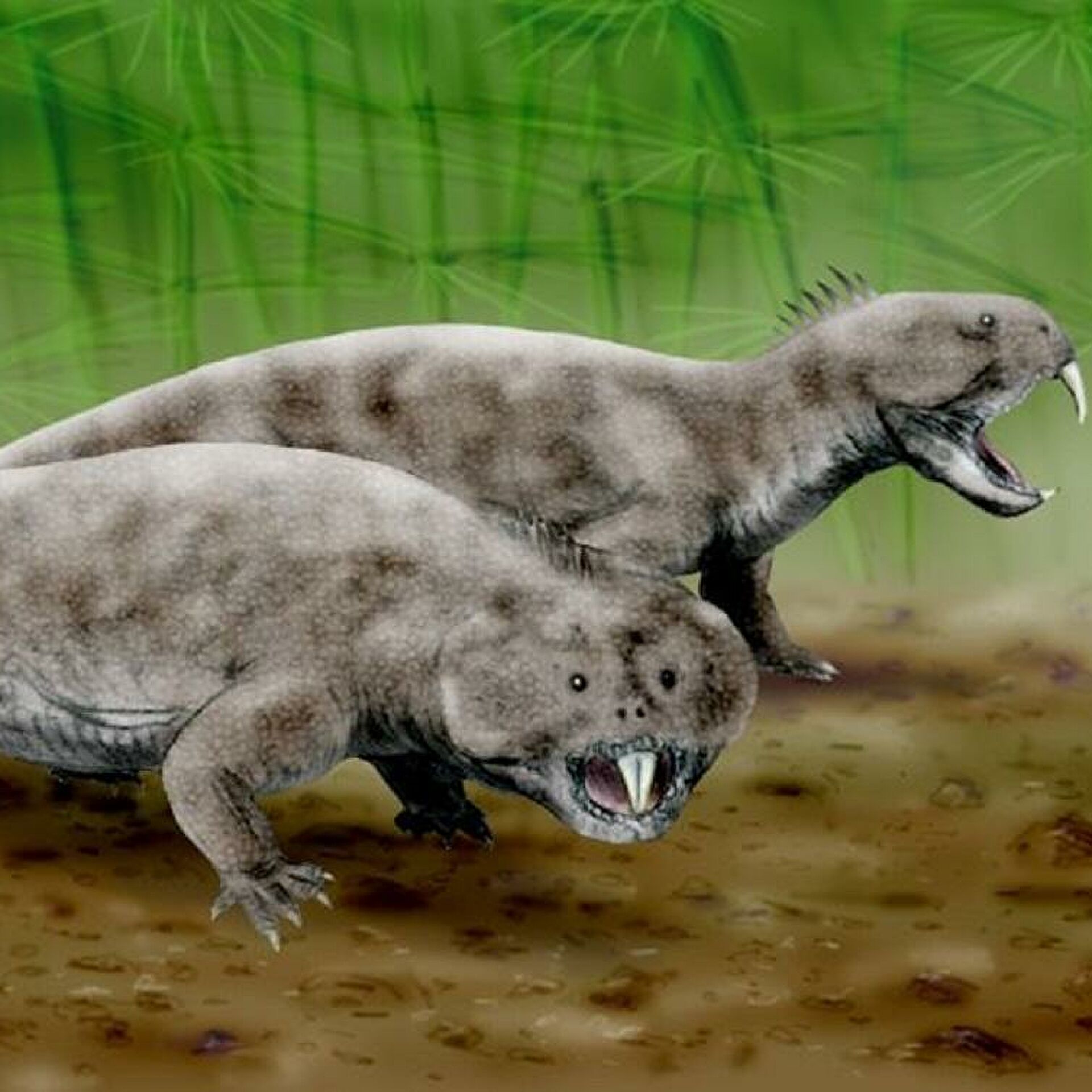 Elorhynchus carrolli: il nuovo rincosauro scoperto in Argentina