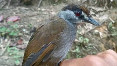 Indonesia: ricompare uccello ritenuto estinto da più di 170 anni