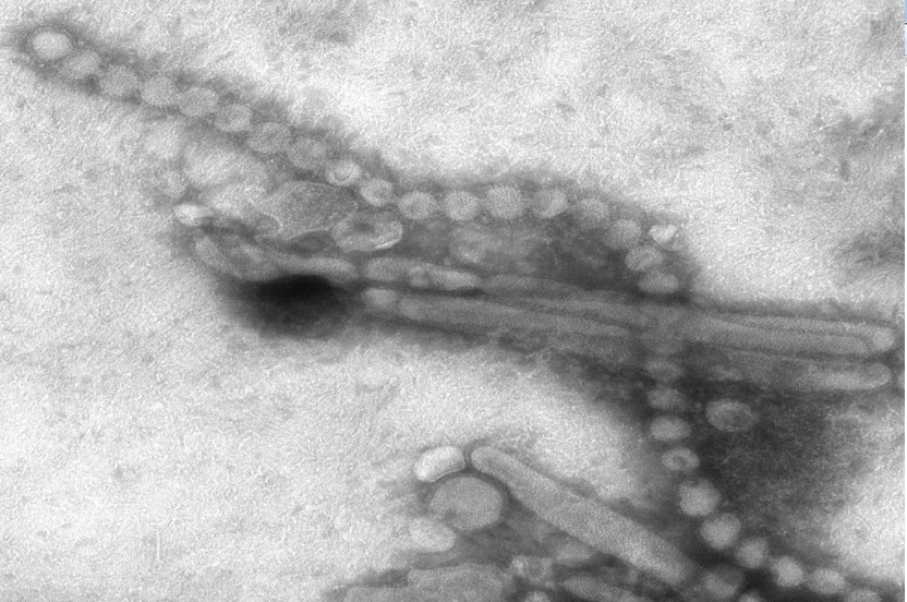 virus_Aviaria-1.jpg