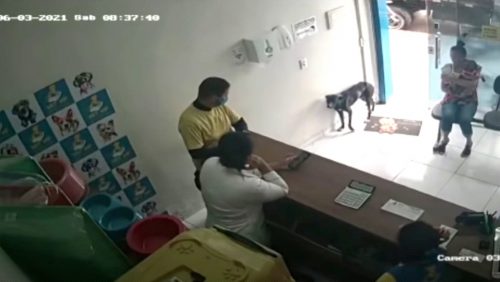 Cane randagio entra in clinica chiedendo aiuto per la zampa ferita