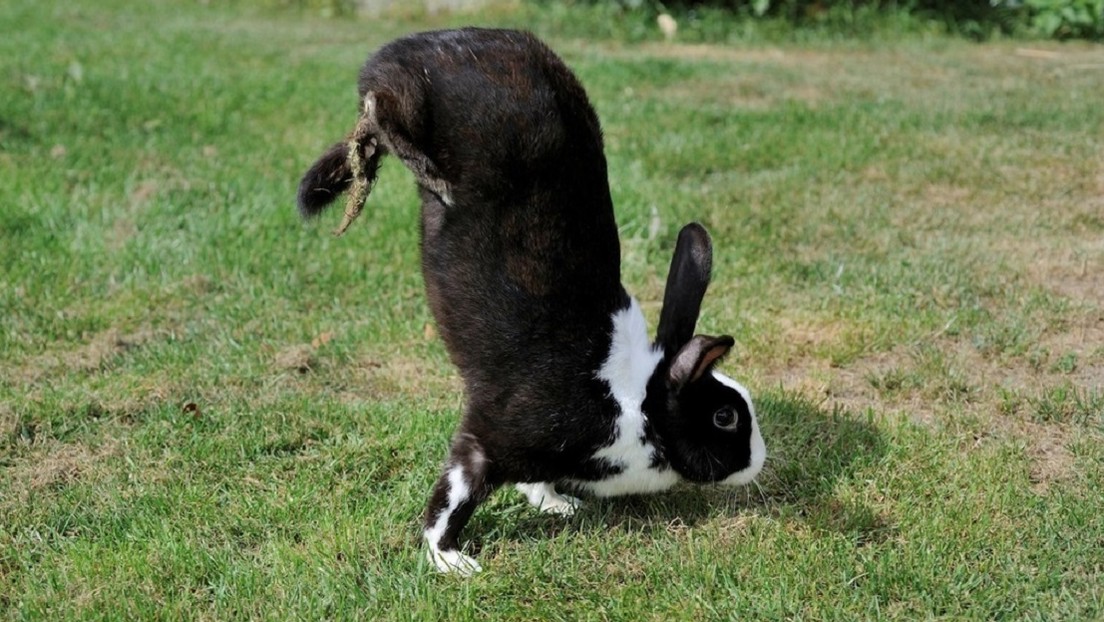 Scoperto un difetto genetico che impedisce ad alcuni conigli di saltare