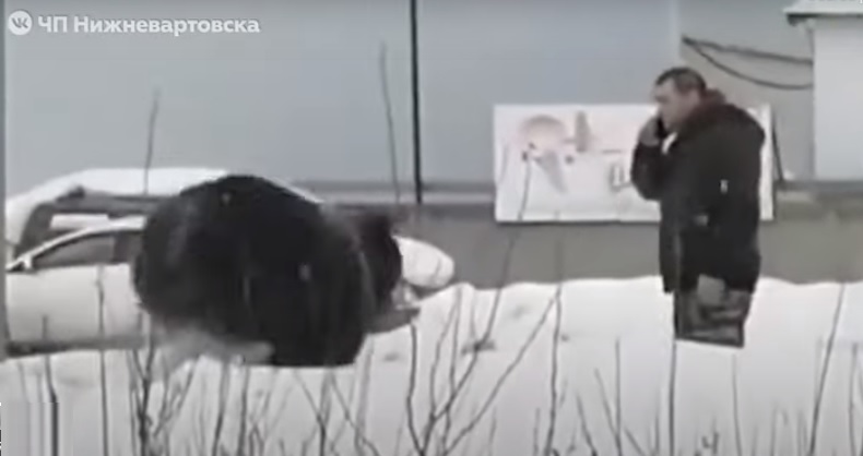 Siberia: orso aggredisce e insegue un uomo a Nizhnevártovsk. Il video