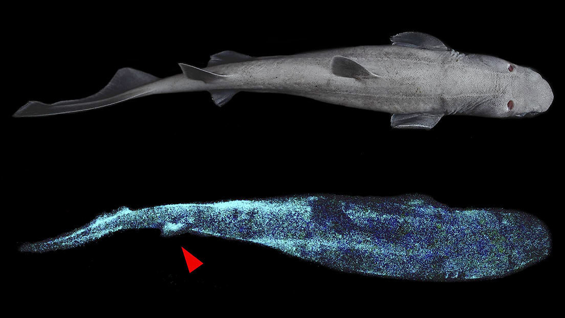 Nuova Zelanda: scoperti tre giganteschi squali bioluminescenti