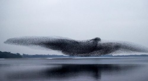 Un gruppo di storni sembra trasformarsi in un enorme uccello sul lago Lough Ennell