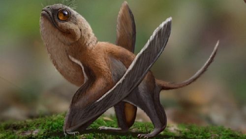 Cina: scoperto piccolo pterosauro volante