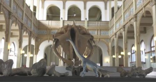 Scoperti resti di una nuova sconosciuta specie di titanosauro nel deserto di Atacama