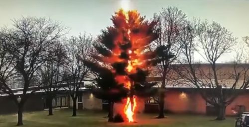 USA: un fulmine si abbatte su un albero disintegrandolo. Il video