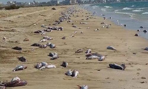 Iran: migliaia di pesci morti sulla spiaggia. ‘Colpa della pesca elettrica dei cinesi’