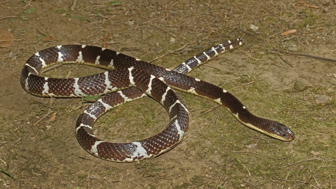 serpente-1.jpg