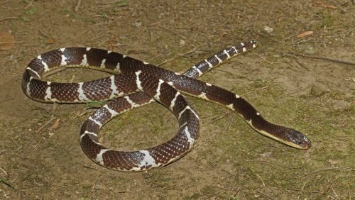 Un serpente ‘super velenoso’ scoperto in Asia