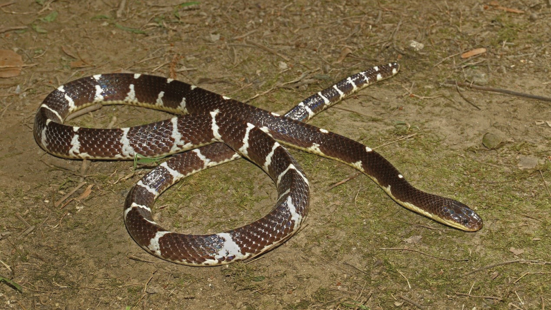 Un serpente ‘super velenoso’ scoperto in Asia