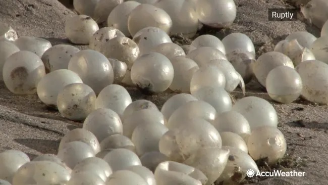 Argentina: la spiaggia di Mar della Plata invasa da sfere bianche