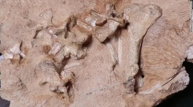 archosauro-1.jpg