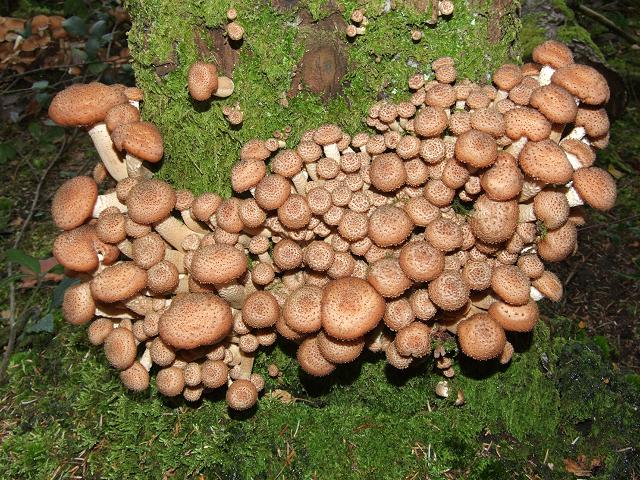armillaria_gallica_bulbous_honey_fungus_28-10-06_1-1.jpg