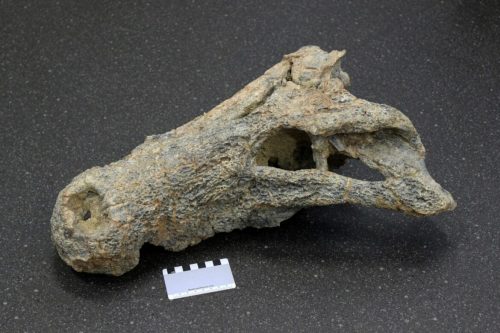 Australia: scoperta una nuova specie di coccodrillo vissuta 8 milioni di anni fa