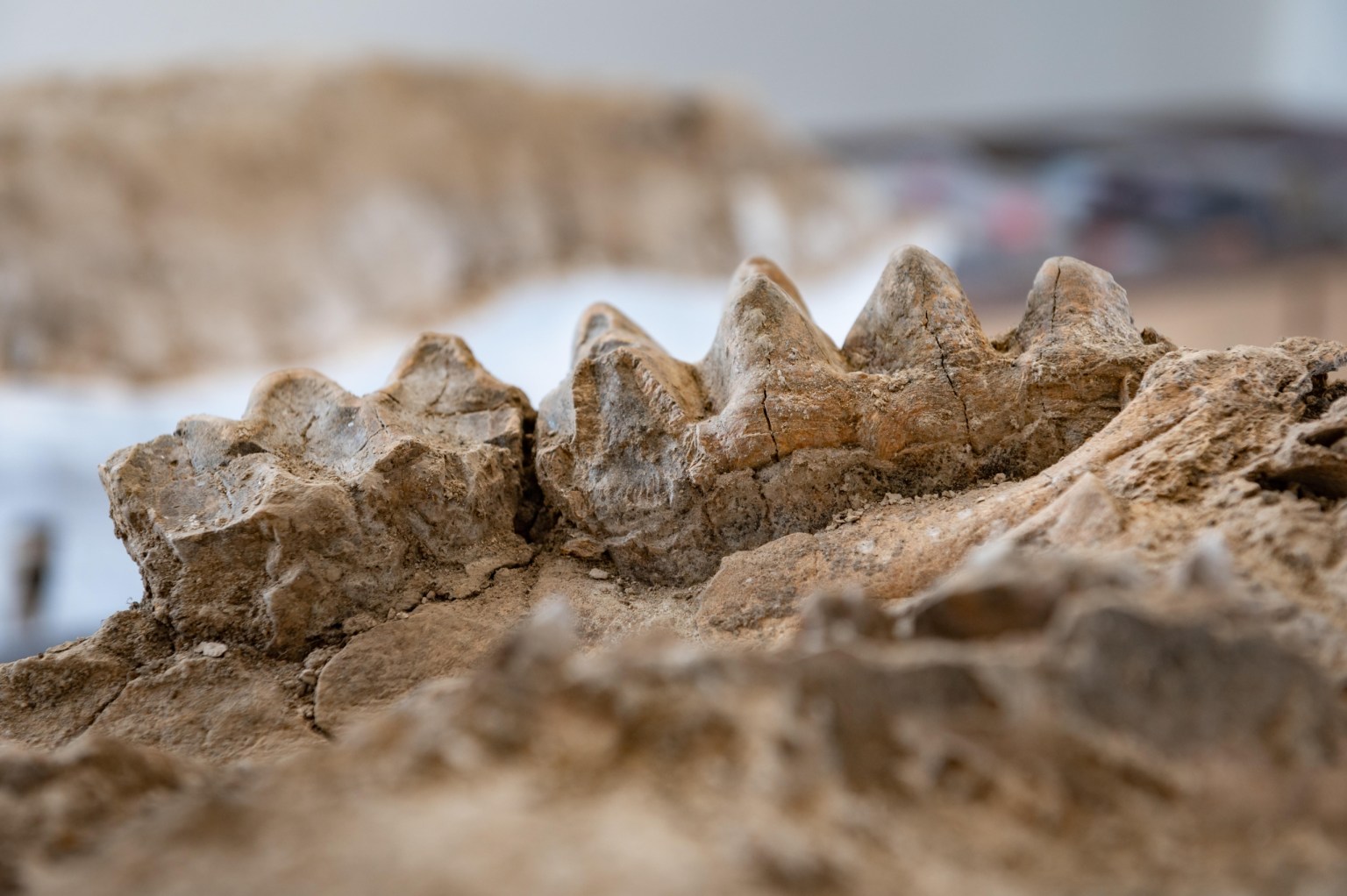 fossili2-1.jpg