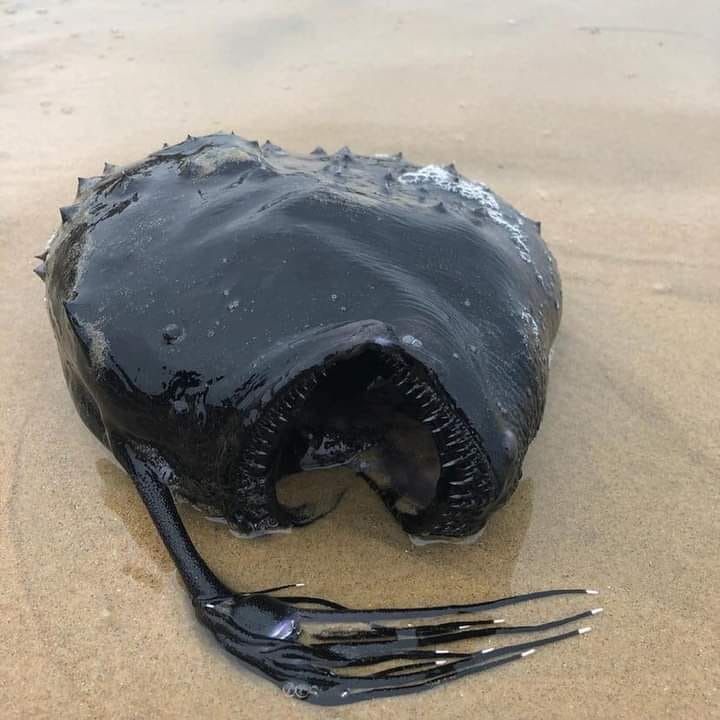 pesce-1.jpg