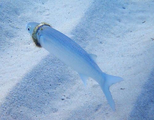 Un pesce con una fede nuziale intorno al collo fotografato in Australia