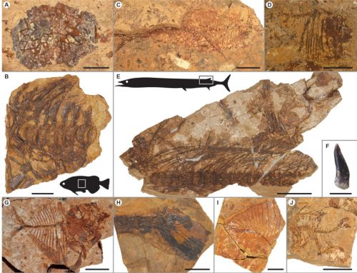 Egitto: fossili dimostrano come i pesci siano sopravvissuti a un riscaldamento globale 56 milioni di anni fa