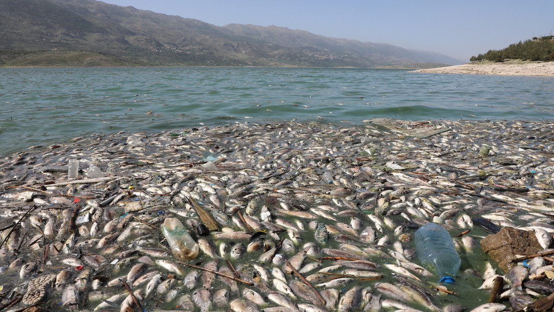 Libano: oltre 40 tonnellate di pesci morti lungo le coste del lago Qaraoun